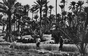Palmeraie à Colomb-Béchar